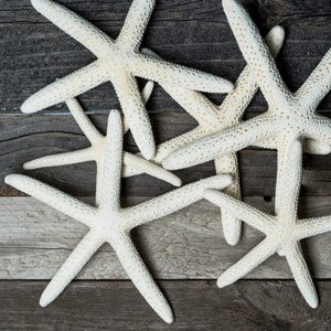 Finger Starfish Ornament real ocean sea beach wedding crush home decor decorate
